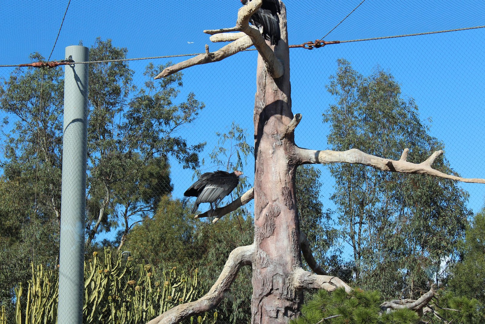 San Diego Zoo Part II 029